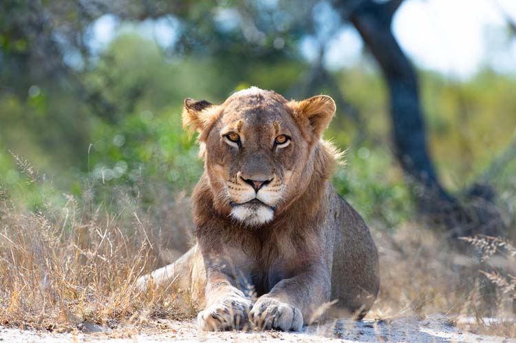 © Sunway Safaris / Bruce Taylor